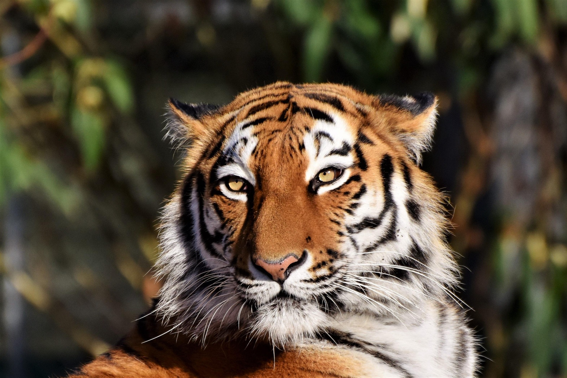 ralphs_fotos-tiger-3424791_1920